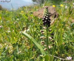 Muscari comosum
