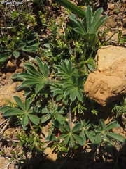 Lupinus micranthus