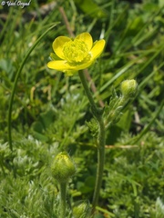 Ranunculus millefolius