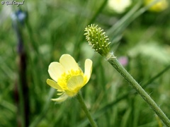 Ranunculus millefolius