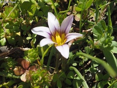 Romulea ramiflora