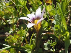 Romulea ramiflora