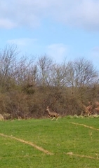 Capreolus
