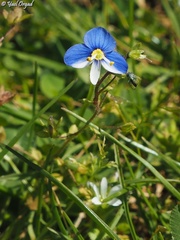 Veronica syriaca