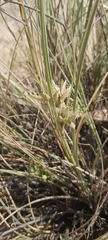 Cyperus conglomeratus