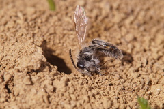 Andrena ventralis