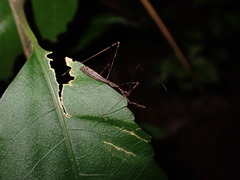 Ploiaria antipodum