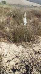 Bulbinella trinervis