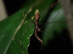 Ploiaria antipodum