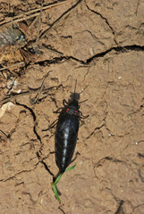 Physomeloe corallifer