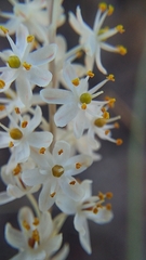 Bulbinella trinervis