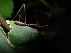 Ploiaria antipodum
