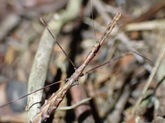 Ploiaria antipodum