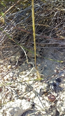 Bulbinella trinervis