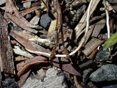 Ploiaria antipodum