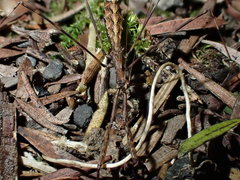 Ploiaria antipodum