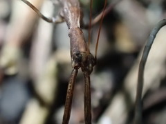 Ploiaria antipodum
