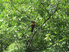 Ramphastos vitellinus