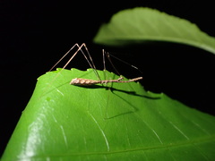 Ploiaria antipodum