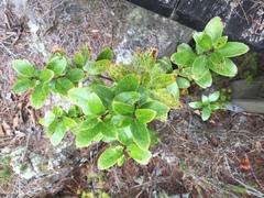 Gaultheria paniculata