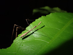 Ploiaria antipodum