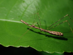 Ploiaria antipodum