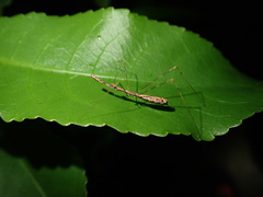 Ploiaria antipodum