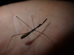 Ploiaria antipodum