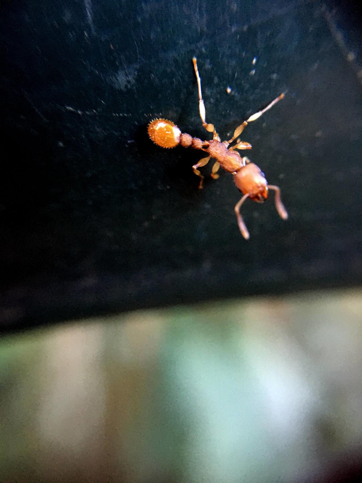Paratopula ceylonica