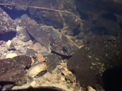 Gobiomorphus huttoni