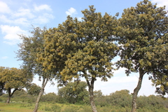 Quercus rotundifolia
