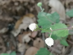 Loxothysanus pedunculatus