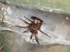 Hexathele kohua