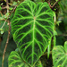 Philodendron verrucosum - Photo (c) Todd Boland, μερικά δικαιώματα διατηρούνται (CC BY-NC), uploaded by Todd Boland