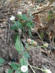 Loxothysanus pedunculatus