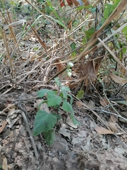 Loxothysanus pedunculatus