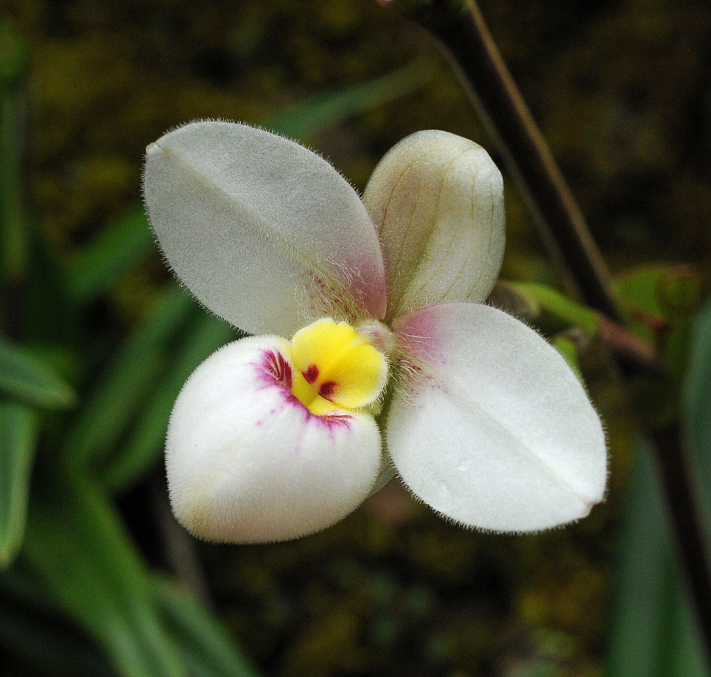 Phragmipedium schlimii