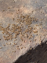 Lasius pallitarsis