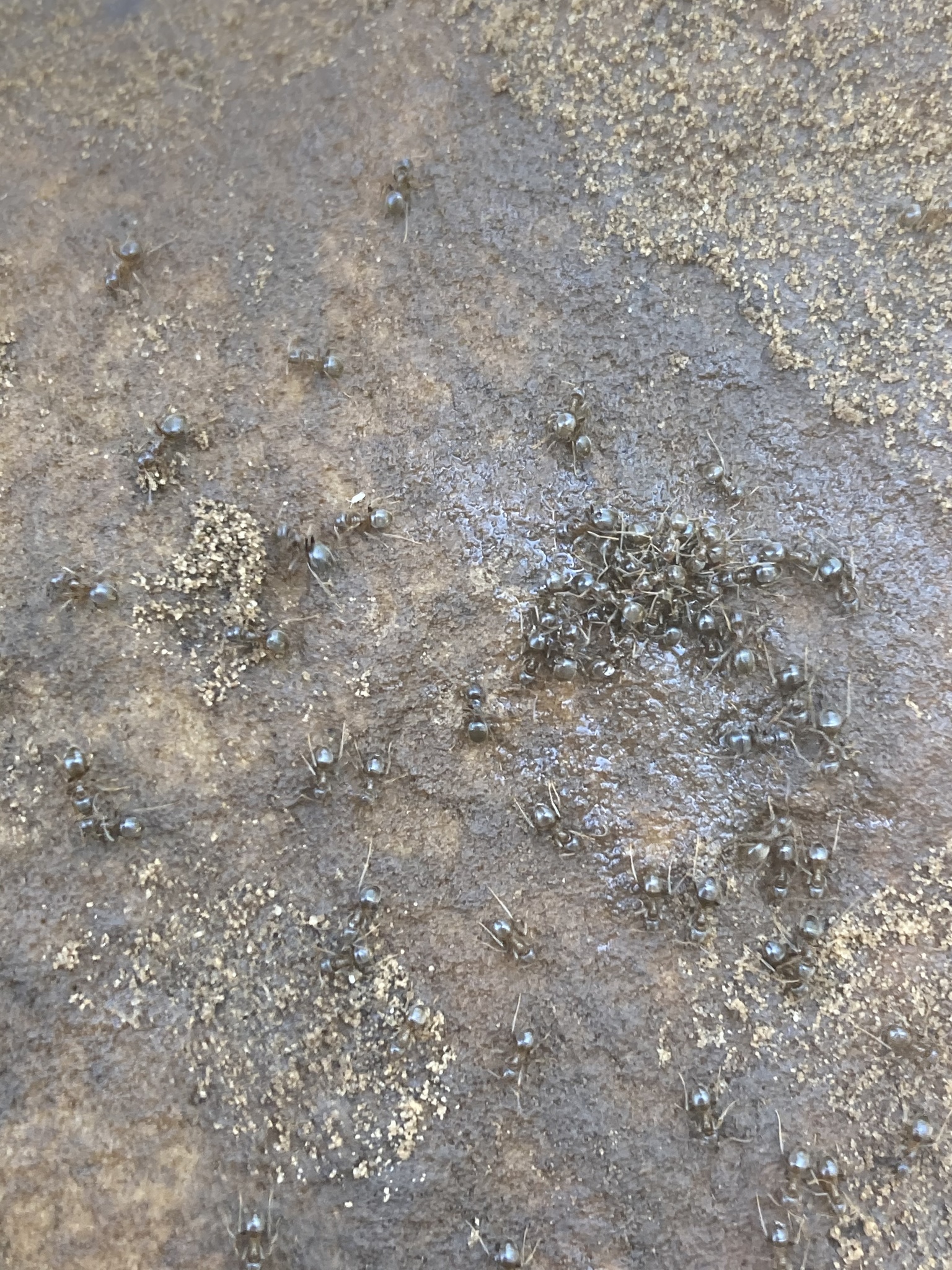 Lasius crypticus