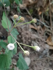 Loxothysanus pedunculatus