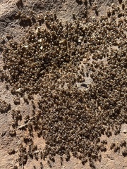 Lasius crypticus