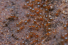Solenopsis validiuscula