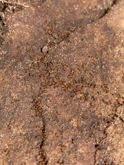 Solenopsis validiuscula