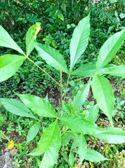 Vitex pinnata