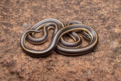 Homoroselaps dorsalis