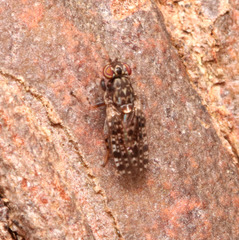 Cairnsimyia