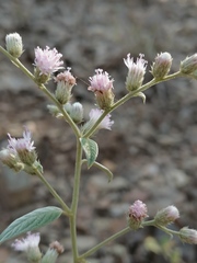 Lepidaploa argyropappa