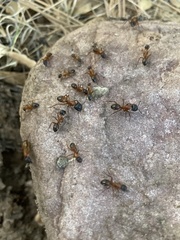 Camponotus semitestaceus