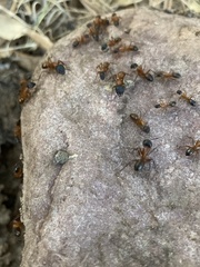 Camponotus semitestaceus