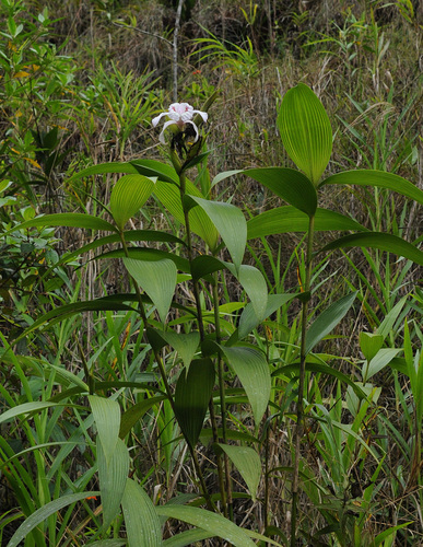 Image of Sobralia pulcherrima by (c) Todd Boland, some rights reserved (CC BY)